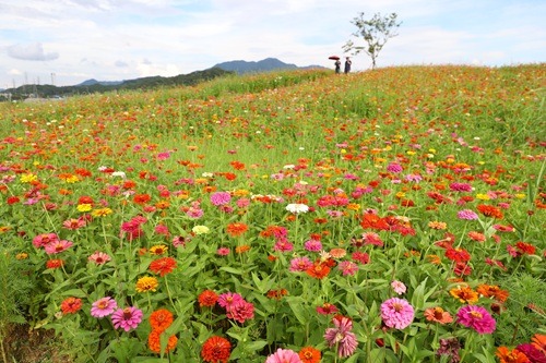 250910 탄금공원 오색빛깔 백일홍2.JPG