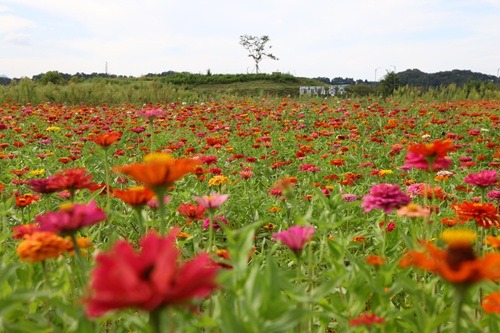 250910 탄금공원 오색빛깔 백일홍1.JPG